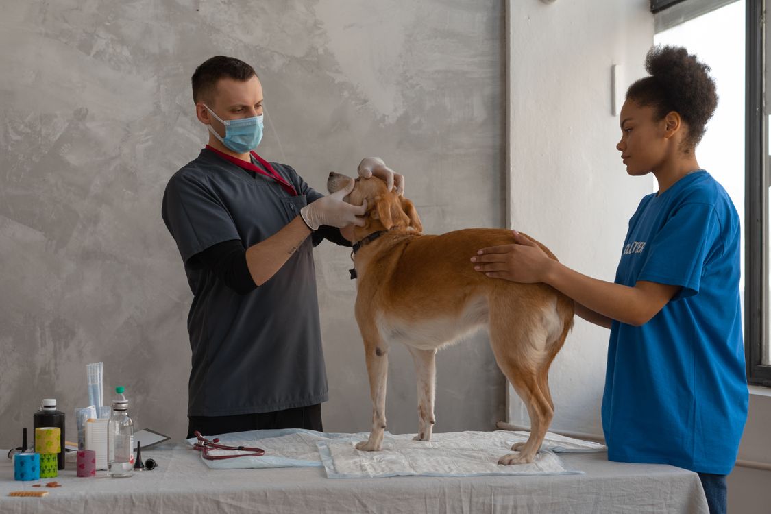 Veterinarian examining a dog in a clinical setting